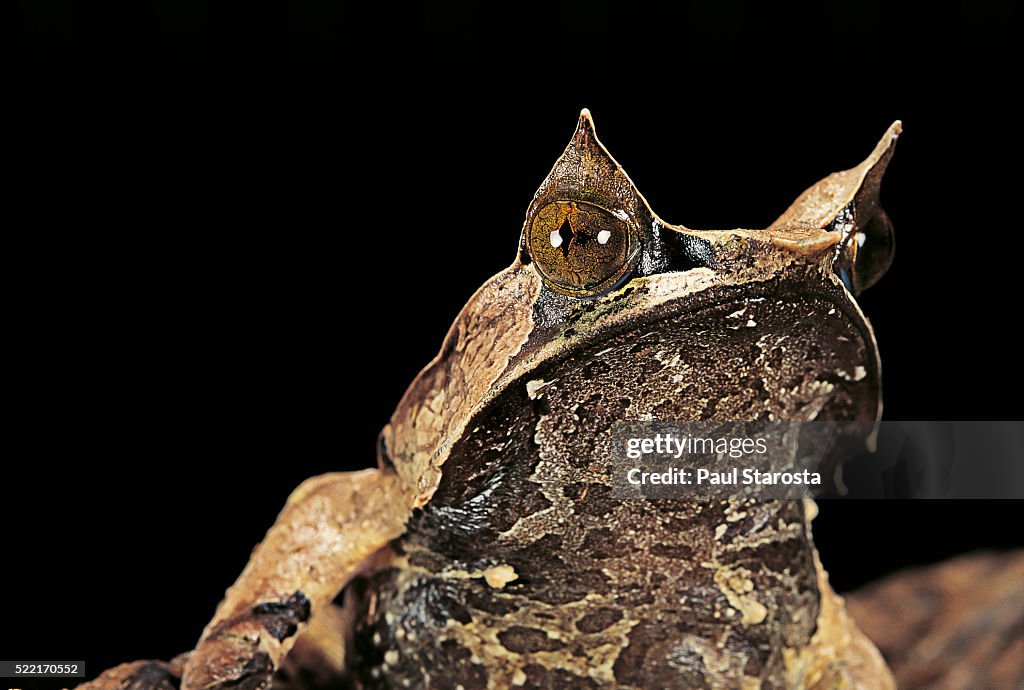 Megophrys nasuta (Malayan horned frog, long-nosed horned frog, Malayan leaf frog)