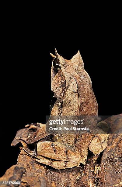 megophrys nasuta (malayan horned frog, long-nosed horned frog, malayan leaf frog) - megophrys stockfoto's en -beelden