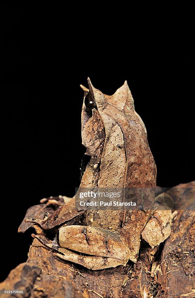 Megophrys nasuta (Malayan horned frog, long-nosed horned frog, Malayan leaf frog)