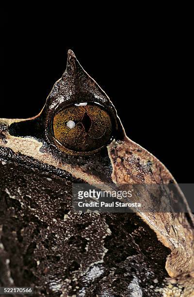 megophrys nasuta (malayan horned frog, long-nosed horned frog, malayan leaf frog) - megophrys stockfoto's en -beelden