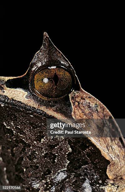 megophrys nasuta (malayan horned frog, long-nosed horned frog, malayan leaf frog) - long nosed horned frog stock pictures, royalty-free photos & images