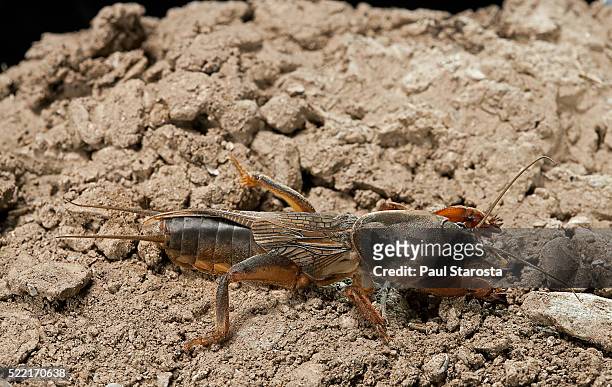 gryllotalpa gryllotalpa (european mole cricket) - mole cricket stockfoto's en -beelden