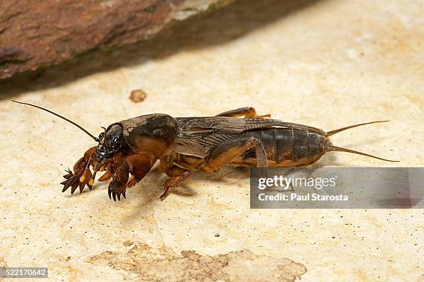 gryllotalpa gryllotalpa (european mole cricket) - mole cricket stock pictures, royalty-free photos & images