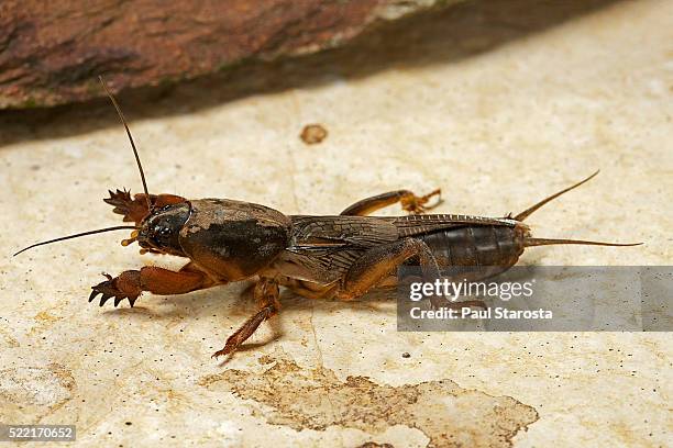 gryllotalpa gryllotalpa (european mole cricket) - mole cricket stockfoto's en -beelden