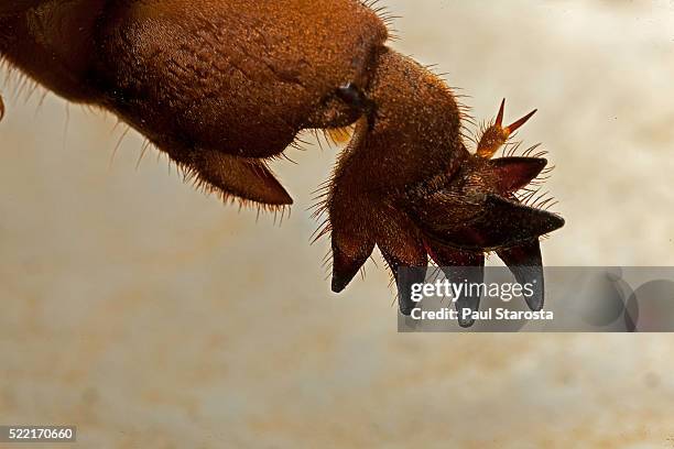 gryllotalpa gryllotalpa (european mole cricket) - foreleg - mole cricket stock pictures, royalty-free photos & images