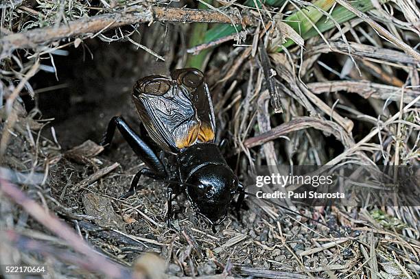 gryllus campestris (field cricket) - male singing in front of its burrow - gryllus campestris stock pictures, royalty-free photos & images
