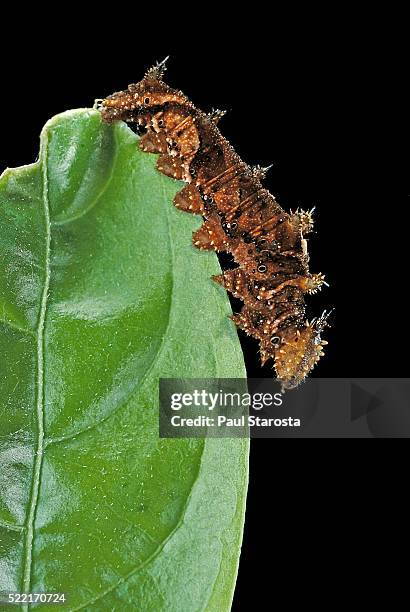Hypna Clytemnestra Caterpillar, Stock-Foto