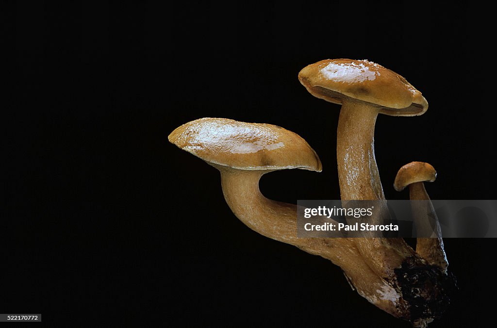 Suillus bovinus (Jersey cow mushroom, bovine bolete)