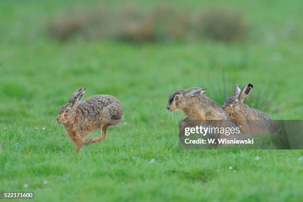 Hare Rabbit Fight Hares Fighting Photos and Premium High Res Pictures - Getty Images
