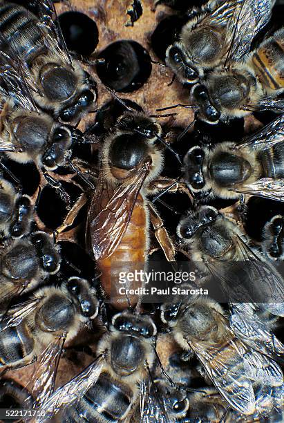 apis mellifera (honey bee) - queen with attendants on a comb - queen bee stock pictures, royalty-free photos & images