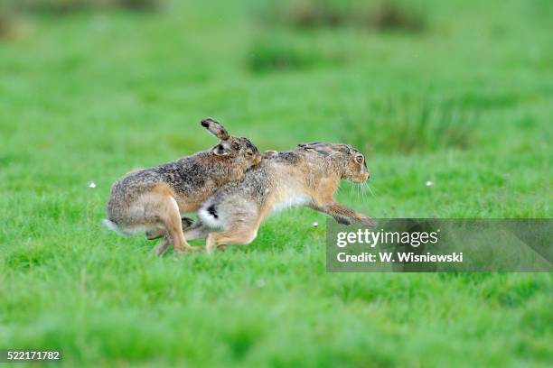 fighting european hares - parende dieren stockfoto's en -beelden