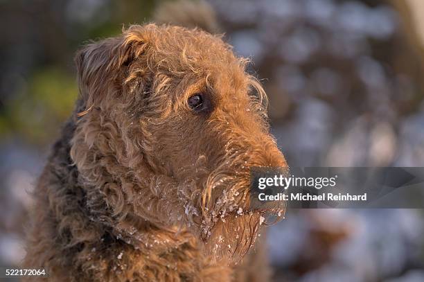 nilo - airedale terrier stock pictures, royalty-free photos & images