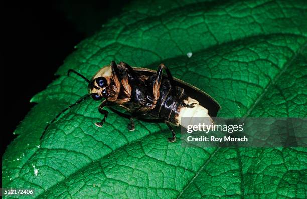 527 Firefly Closeup Stock Photos, High-Res Pictures, and Images - Getty ...