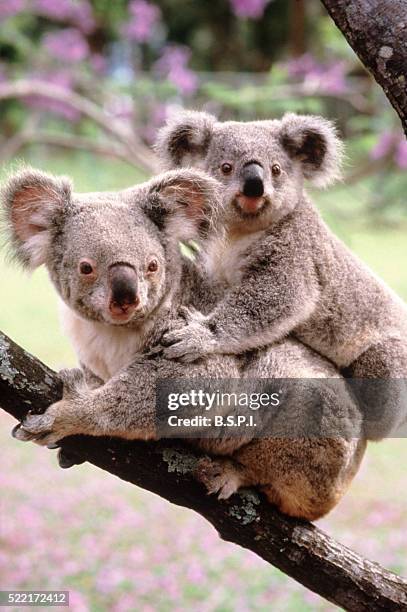 koalas - australia - koala stock pictures, royalty-free photos & images