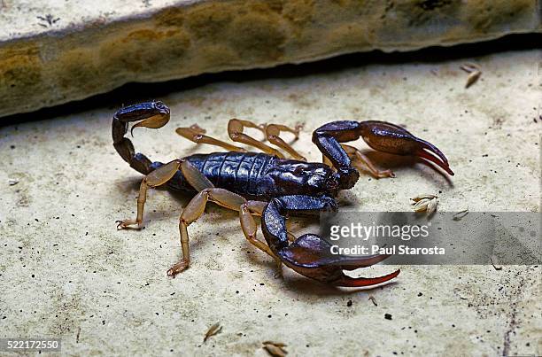 euscorpius flavicaudis (european yellow-tailed scorpion) - scorpions stockfoto's en -beelden