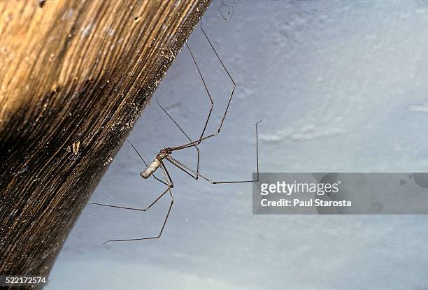 pholcus phalangioides (long-bodied cellar spider, daddy longlegs spider, skull spider) – male - cellar stock pictures, royalty-free photos & images