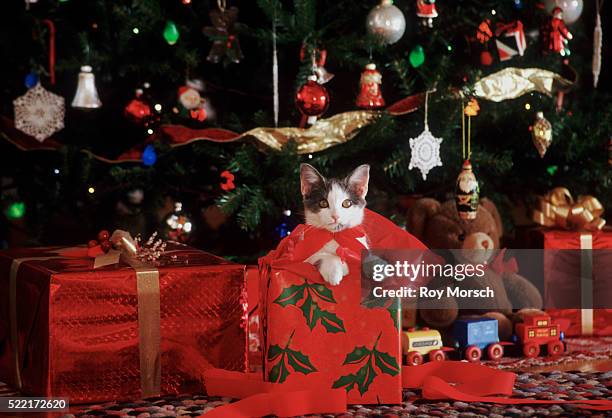 kitty christmas - katze karton stock-fotos und bilder