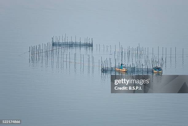dawn view of fish traps on lake biwa, japan - omi stock pictures, royalty-free photos & images