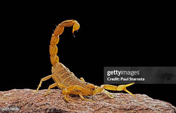 buthus occitanus (common yellow scorpion, common european scorpion) - tail raised - arachnid stockfoto's en -beelden