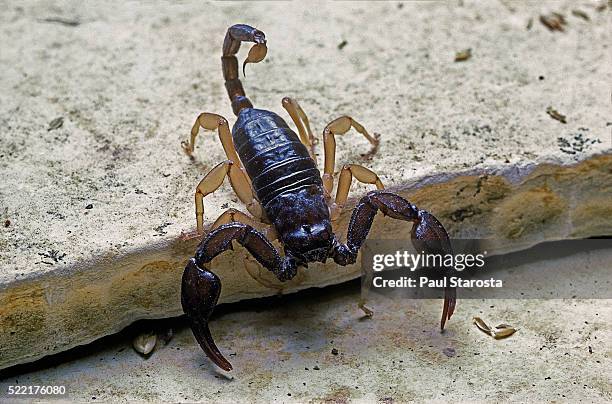 euscorpius flavicaudis (european yellow-tailed scorpion) - scorpions stockfoto's en -beelden