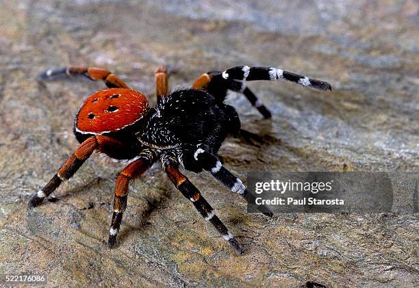 eresus cinnaberinus (ladybird spider) - male - ladybug stockfoto's en -beelden