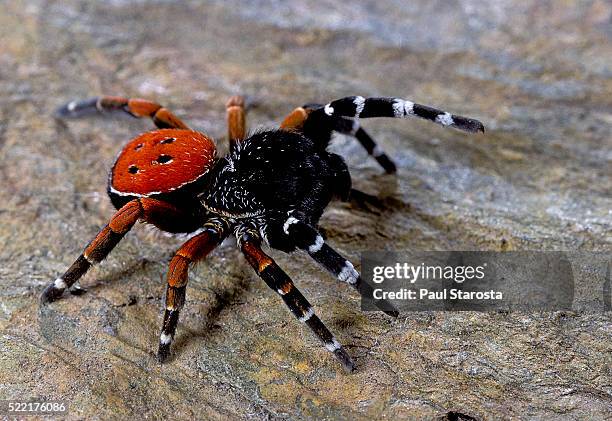 eresus cinnaberinus (ladybird spider) - male - spider stock pictures, royalty-free photos & images
