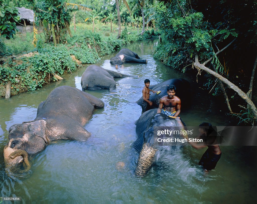 Working elephants bathing in a river, Sri Lanka