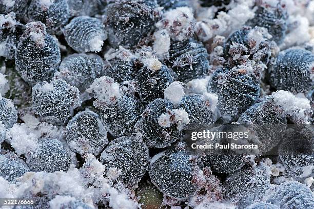 dactylopius coccus (opuntia cochineal scale) - scale insect stock pictures, royalty-free photos & images