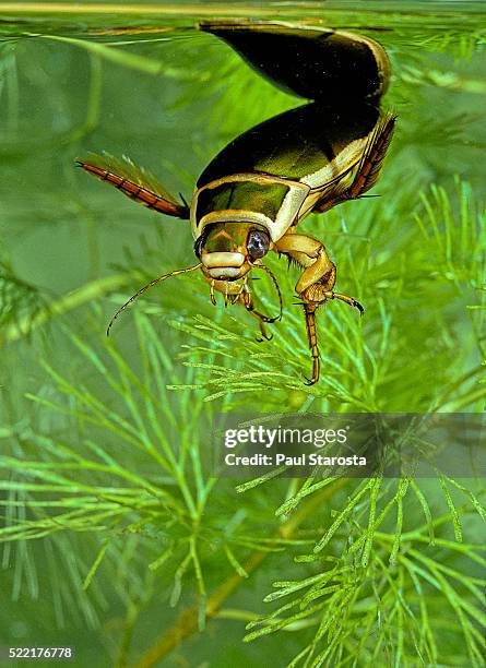 dytiscus marginalis (great diving beetle) - diving beetle 個照片及圖片檔