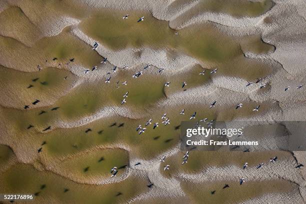 netherlands, nieuw namen, westerschelde river. greylag geese - zeeland netherlands stock pictures, royalty-free photos & images