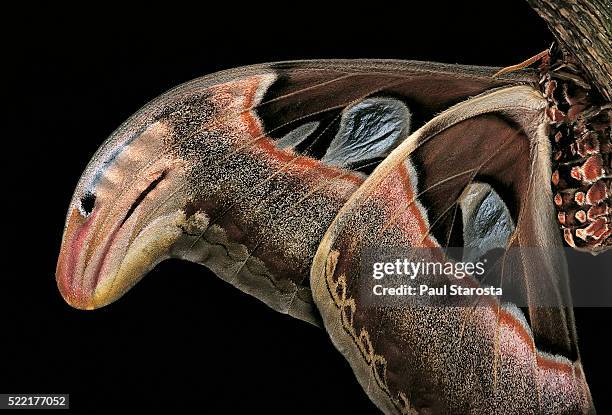 attacus atlas (atlas moth) - wings detail - butterfly wings stock pictures, royalty-free photos & images