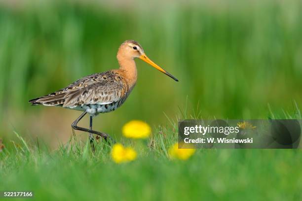 black-tailed godwit in a meadow - wader bird stock pictures, royalty-free photos & images