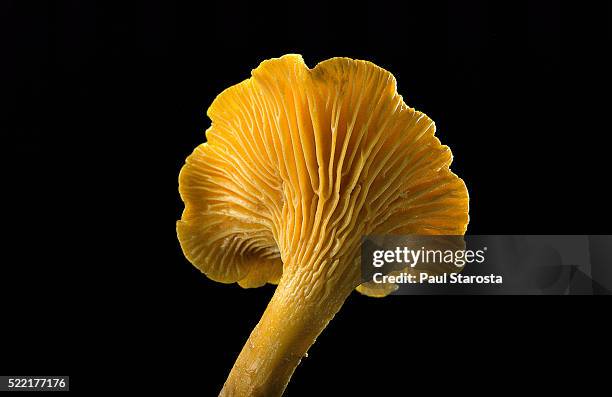 cantharellus cibarius (chanterelle, egg mushroom) - cantharellus cibarius stock pictures, royalty-free photos & images