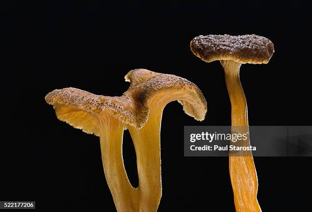 cantharellus tubaeformis (winter chanterelle) - cantharellus tubaeformis stock pictures, royalty-free photos & images