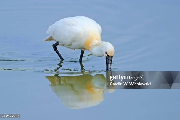 spoonbill feeding - ヘラサギ ストックフォトと画像