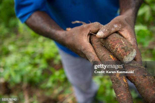 cassava growing in sierra leone - cassava stock pictures, royalty-free photos & images