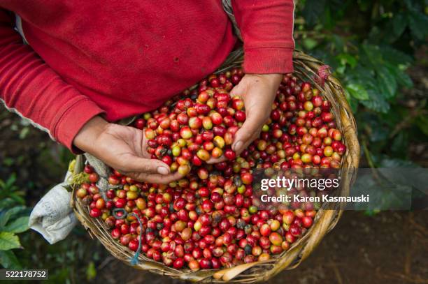 picking coffee in nicaragua - rohe kaffeebohne stock-fotos und bilder