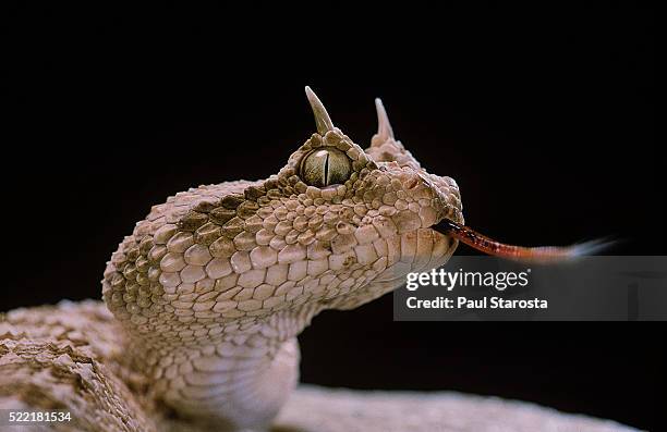 cerastes cerastes (horned viper) - viper stockfoto's en -beelden