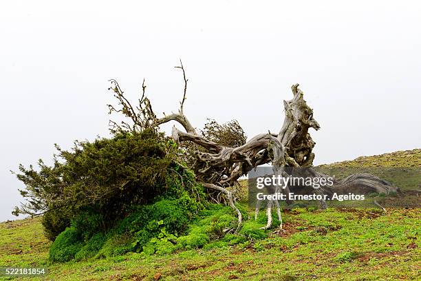 juniper tree (juniperus phoenicea) deformed by the wind, el hierro, canary islands - juniperus phoenicea stock pictures, royalty-free photos & images