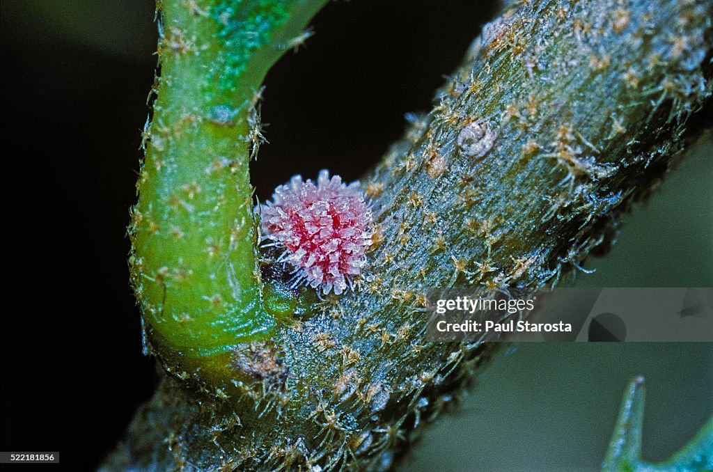 Kermes vermilio (kermes berry) - young female larva