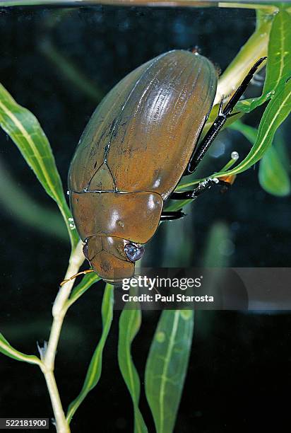Meru Insect Aquatic Beetles Photos and Premium High Res Pictures - Getty Images