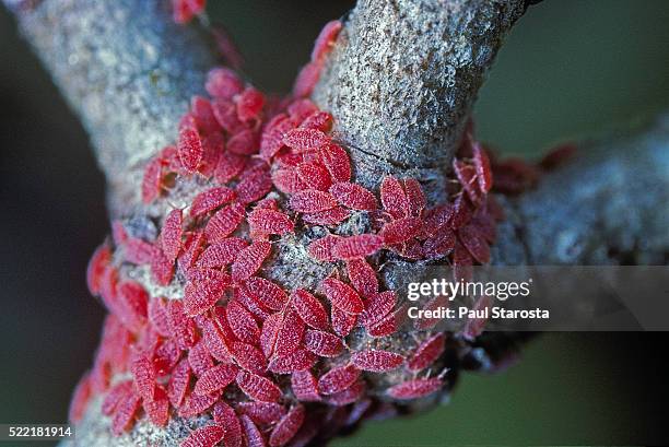 kermes vermilio (kermes berry) - larvae - scale insect stock pictures, royalty-free photos & images