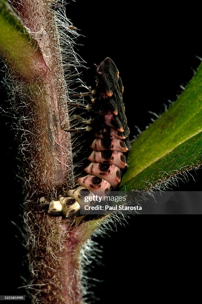 Lampyris noctiluca (common glow-worm)