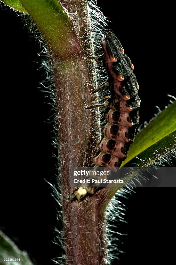 Lampyris noctiluca (common glow-worm)