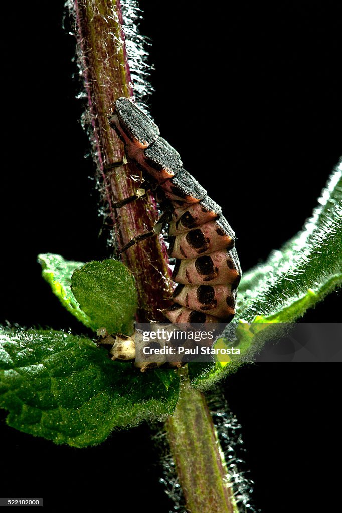 Lampyris noctiluca (common glow-worm)