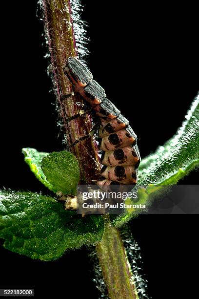 lampyris noctiluca (common glow-worm) - lampyris noctiluca stock pictures, royalty-free photos & images