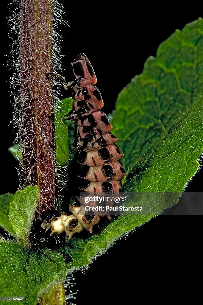 Lampyris noctiluca (common glow-worm)