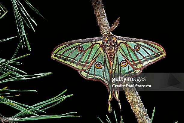 graellsia isabellae (spanish moon moth) - male - papillon de nuit photos et images de collection