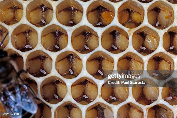 Bee Cell Structure Bees Cells Photos and Premium High Res Pictures - Getty Images