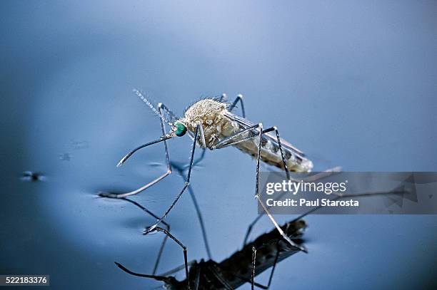 culex pipiens (common house mosquito) - emerging (a7) - mosquito stock pictures, royalty-free photos & images